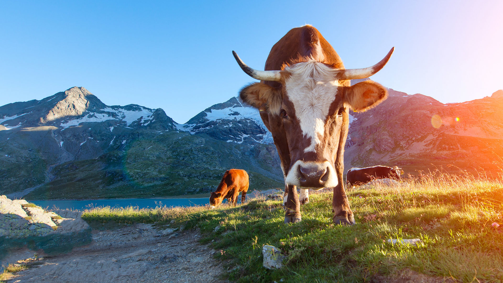 Kühe in den Schweizer Bergen - unsere Milchlieferanten für unser Käsefondue